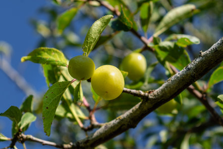 Green mirabelle plums ripening in an orchard, Lorraine yellow gold, Metz, Nancy, prunus domesticaの写真素材