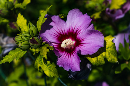 Garden hibiscus or althea, hibiscus syriacus or tree mallow are shrubby hibiscusの写真素材
