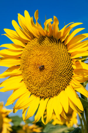 Sunflower field, helianthus annuusの写真素材