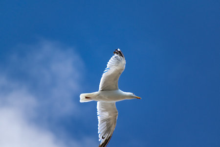 Seagull at the seaside in Brittany in France, larusの写真素材