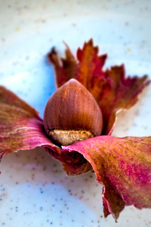 Purple hazel with hazelnuts, corylus maxima purpureaの写真素材
