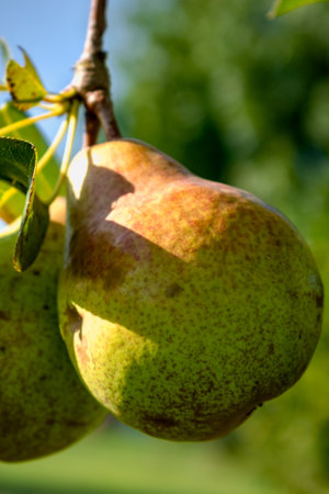Pear on a young pear tree in a garden, different varieties, william pear, bon chretien pear, pear conference, healthy foodの写真素材