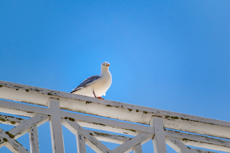 Seagull at the seaside in Brittany in Franceの写真素材