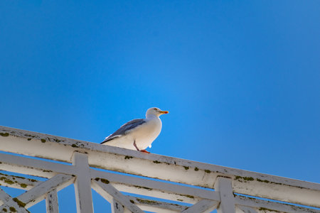 Seagull at the seaside in Brittany in Franceの写真素材