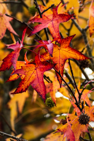 Sweetgum, sweetgum tree or copalm balsam with fall foliage and seeds, altingiaceaeの写真素材