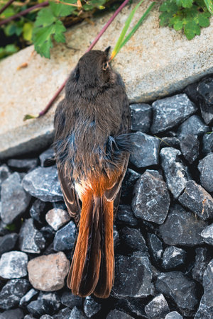 Dead black redstart bird in a garden, phoenicurus ochruros