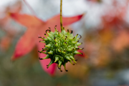 Sweetgum, sweetgum tree or copalm balsam with fall foliage and seeds, altingiaceae