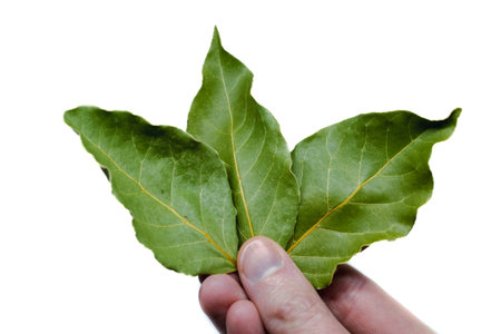 Hand holding bay leaves, laurus nobilis