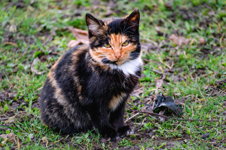 Farm or barn cat outdoors, animal wildlife, felis catusの写真素材