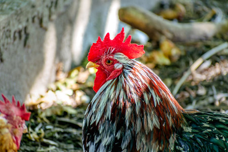 Free-range poultry with healthy diet