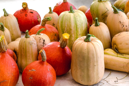 Squashes harvested, pumpkin and butternut in a permaculture garden without treatment