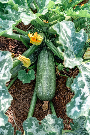 Zucchini and its flower in summer in an ecological garden, cucurbita pepoの写真素材