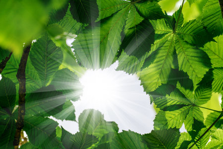 Chestnut tree with back light and lush foliage at springtime