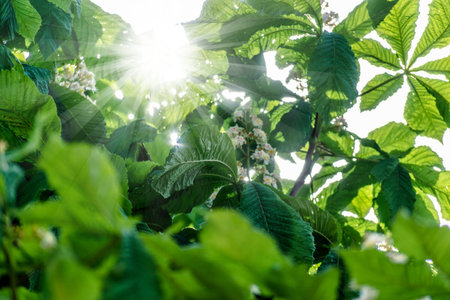 Chestnut tree with back light and lush foliage at springtime, aesculus hippocastanumの写真素材