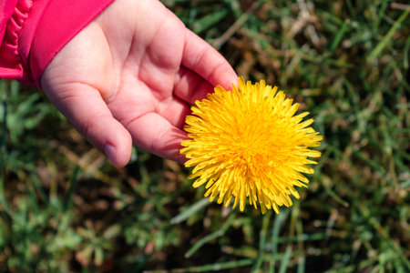 Little hand holding a yellow dandelion flower, taraxacum