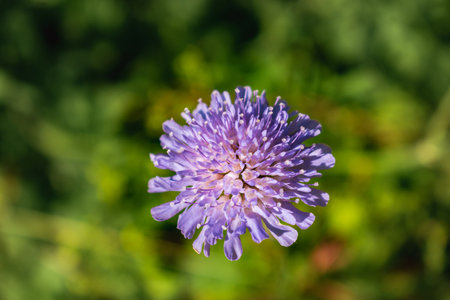 Knautia arvensis flower, the field scabious or field scabiosaの写真素材
