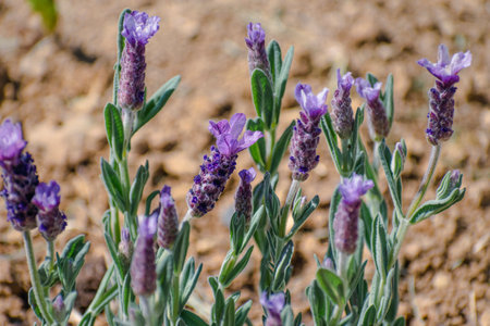 Butterfly lavender with large flowers attracting bees and pollinating insects, lavandula stoechasの写真素材