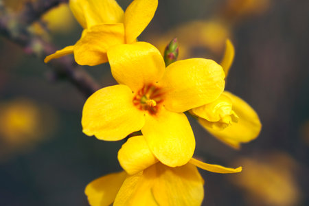 Forsythia, a shrub with yellow flowers from the oleaceae family at springtimeの写真素材