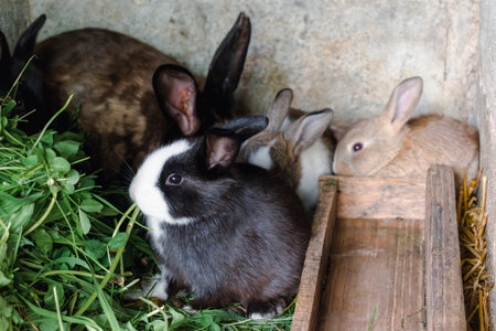 Baby rabbits in a rabbit hutch, cuniculus