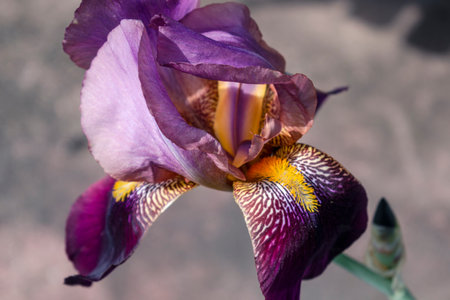 Beautiful blue and purple iris flower at spring and summertime