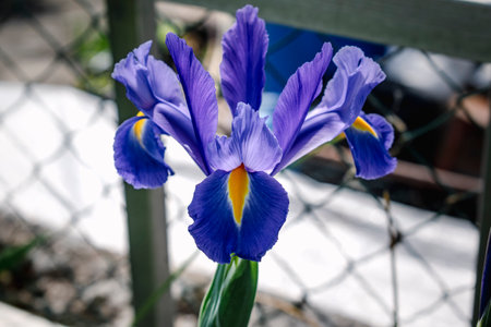 Beautiful blue and purple iris flower at spring and summertime