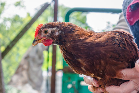 Chicks turned into little chickens in a garden