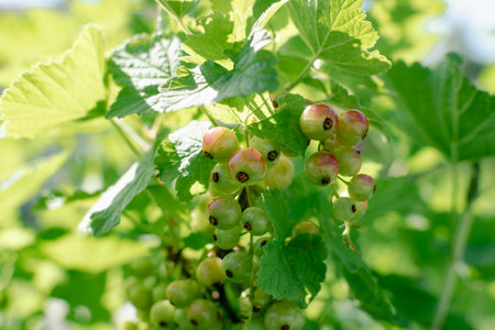 Unripe green gooseberry in garden at springtime, healthy food, ribes rubrum
