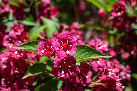 Weigela florida bristol ruby, flowers, caprifoliaceaeの写真素材