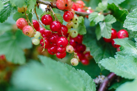 Red ripe gooseberry in garden at springtime, healthy food, ribes rubrum