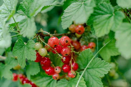 Red ripe gooseberry in garden at springtime, healthy food, ribes rubrumの写真素材