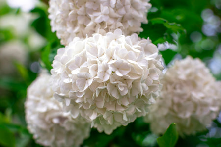 Viburnum opulus roseum, snowball viburnum is a large deciduous shrub bending under the weight of its...
