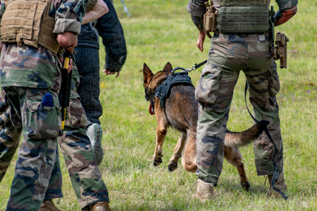 Military dog and military dog trainer, dog teamの写真素材