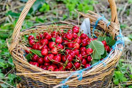 Cherry harvest, healthy fruit, real life photo