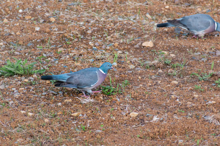 Wood pigeon in a garden, columba palumbus