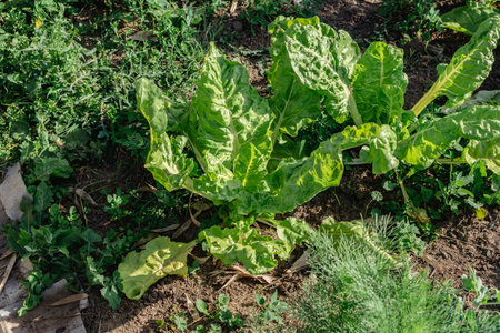 Chards growing in an ecological garden for soup and stir fry, beta vulgaris, real life photo