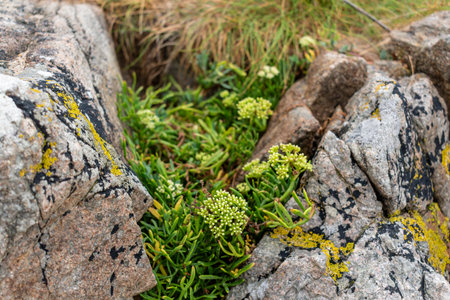 Sea fennel in flower, edible plant, rich in vitamins and minerals, aromatic plant of the seaside in Armor Coast, Brittany in France, crithmum maritimumの写真素材