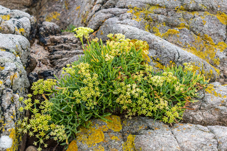Sea fennel in flower, edible plant, rich in vitamins and minerals, aromatic plant of the seaside in Armor Coast, Brittany in France, crithmum maritimumの写真素材
