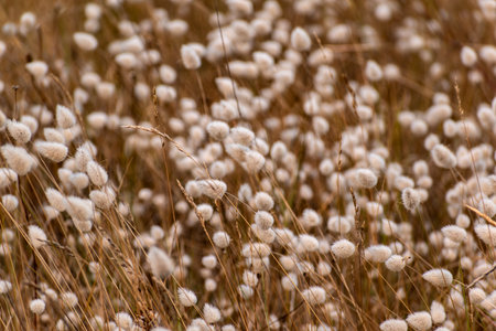 Hares tail grass or Lagurus ovatus, a herbaceous plant found along the beaches in Brittany, used for dried flower bouquetsの写真素材