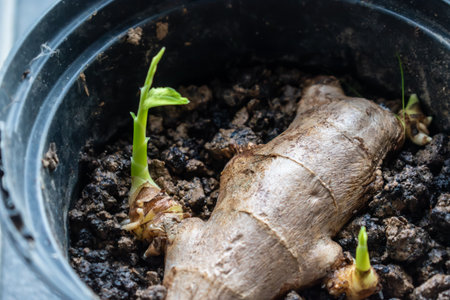 Ginger sprout to boost the immune system, zingiber officinale