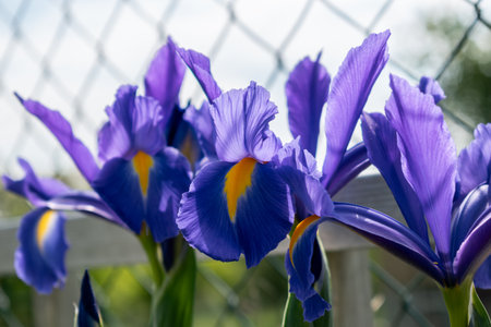 Iris in a garden, spring flower, iridaceae