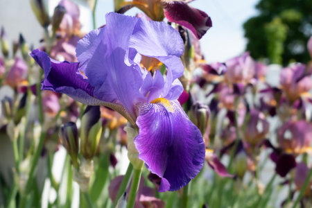 Iris in a garden, spring flower, iridaceaeの写真素材