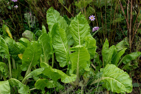 Chard in an ecological garden, protected by cosmos and other plants