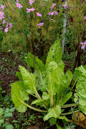 Chard in an ecological garden, protected by cosmos and other plantsの写真素材