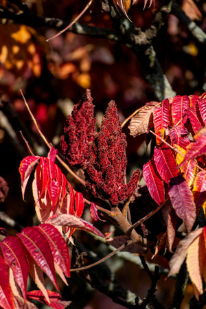 Staghorn sumac tree in autumn, Rhus typhina