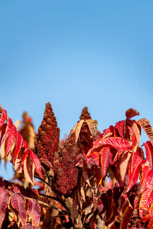 Staghorn sumac tree in autumn, Rhus typhina