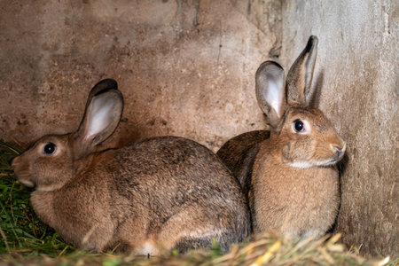 Baby rabbits in a rabbit hutchの写真素材