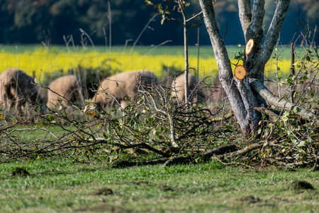 Tree pruning for maintenance and a better harvest the following yearの写真素材