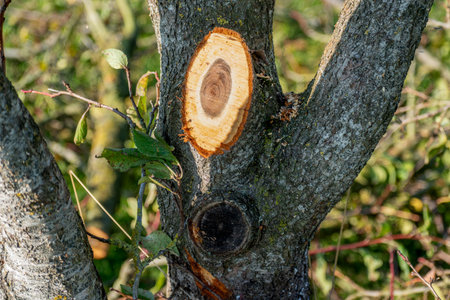 Tree pruning for maintenance and a better harvest the following year