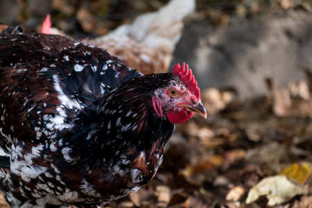 Free range poultry with healthy dietの写真素材