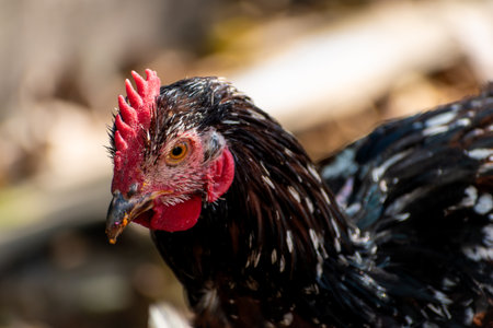 Free range poultry with healthy diet